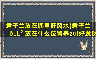 君子兰放在哪里旺风水(君子兰 🌲 放在什么位置养zui
好发财)